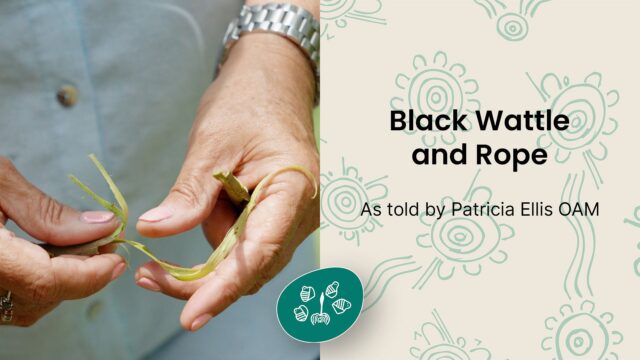 Black Wattle and Rope