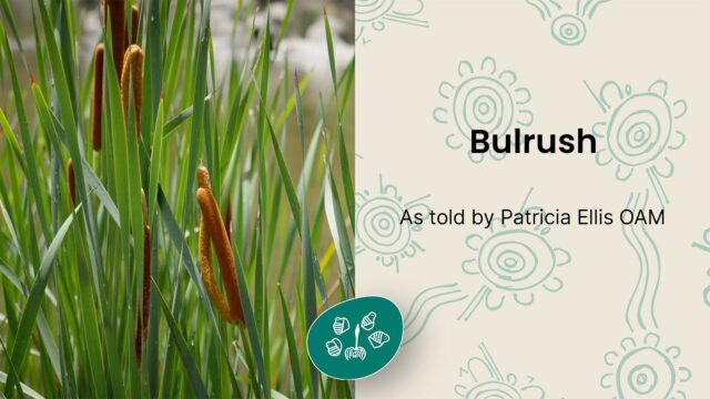 Bulrush