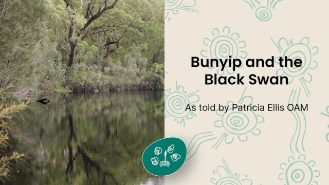 Bunyip and the Black Swan