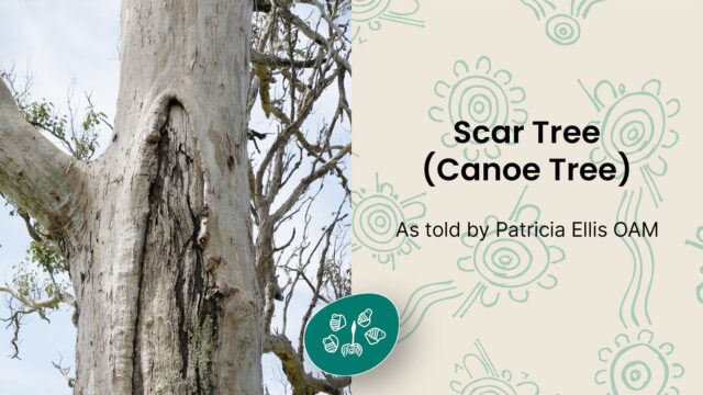 Scar Tree (Canoe Tree)