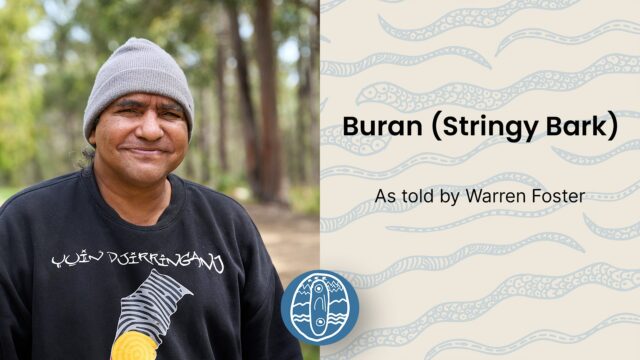 Buran (Stringy Bark)