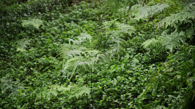 Aboriginal Sovereignty