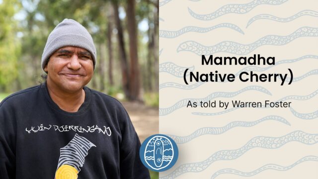 Mamadha (Native Cherry)